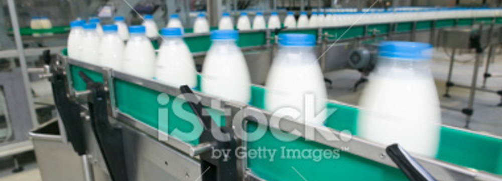 milk bottles moving along conveyer in factory