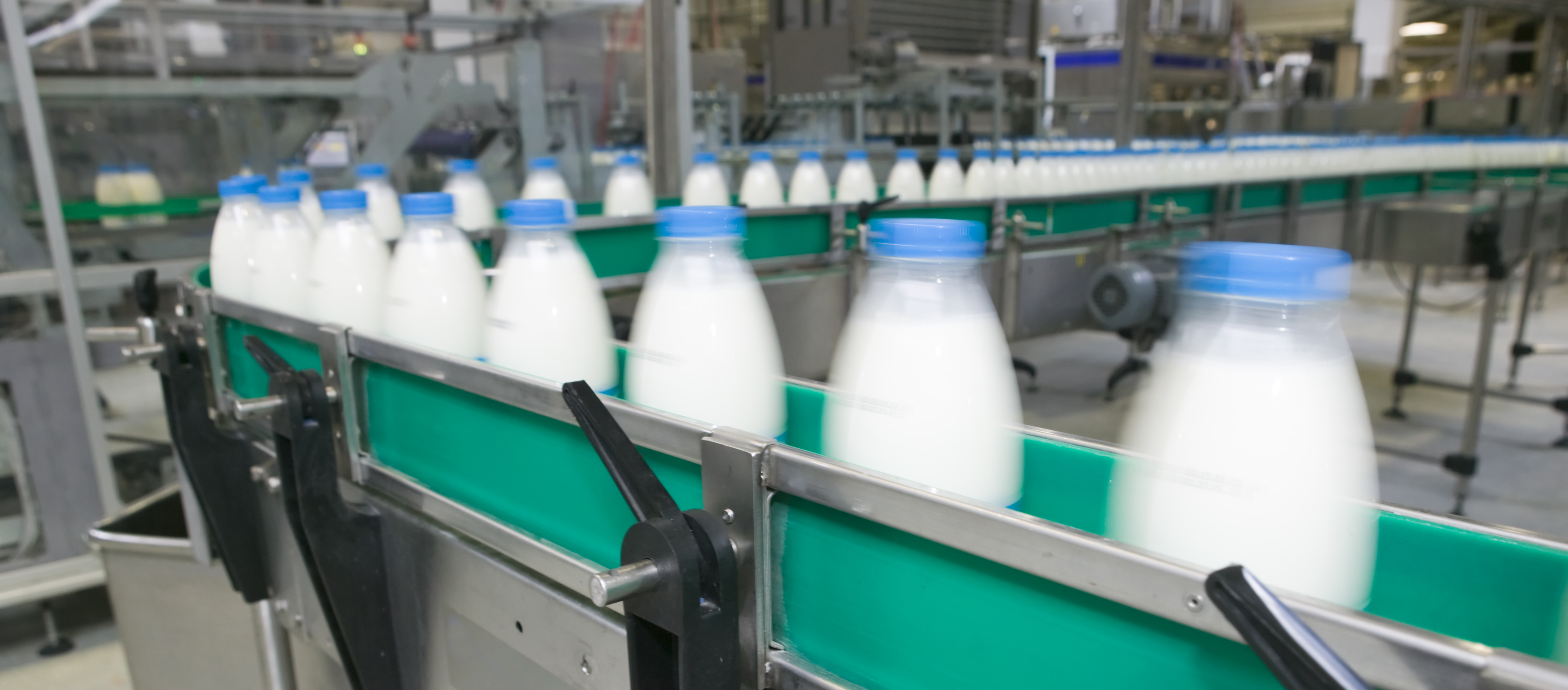 Conveyor in dairy plant transporting milk bottles
